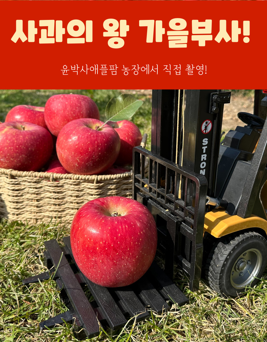 가을사과 [부사]  5kg 12과 [특대]